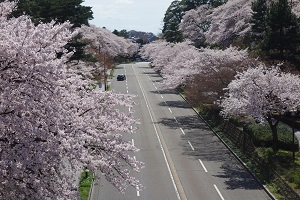 桜