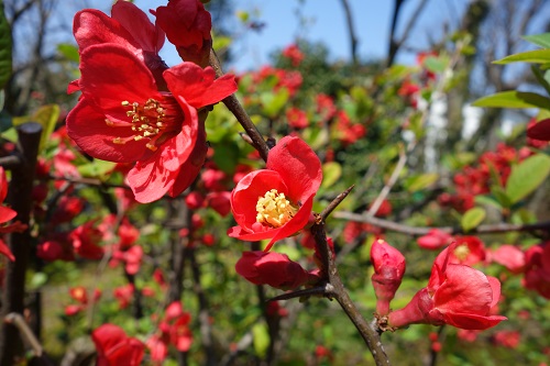 ぼけの花