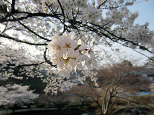 兼六園の桜