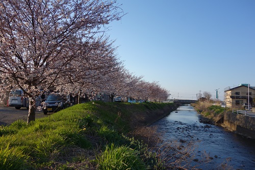 桜