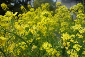 菜の花