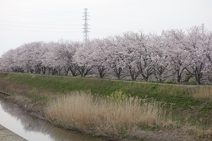 桜